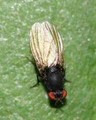 Diptera