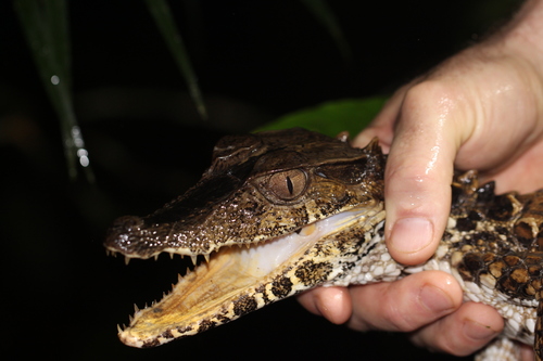 照片106269414,(c) mike ellis,保留部分权利(cc by-nc), uploaded by