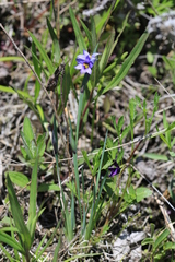 Sisyrinchium septentrionale