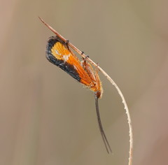 Plectrotarsus gravenhorsti