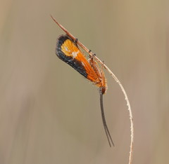 Plectrotarsus gravenhorsti