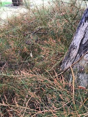 Allocasuarina paradoxa