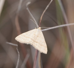 Scopula lydia