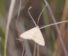Scopula lydia
