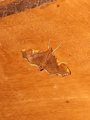 Coenostolopsis apicalis