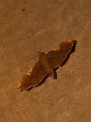 Coenostolopsis apicalis