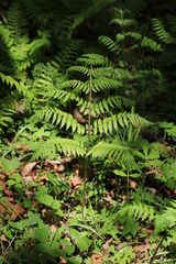 Cornopteris crenulatoserrulata