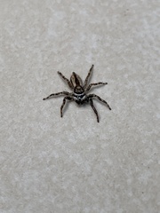 Menemerus bivittatus