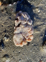 Aplidium stellatum