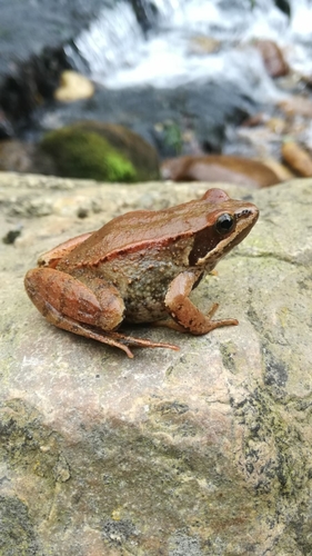 Iberian Frog