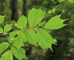 Ulmus laciniata