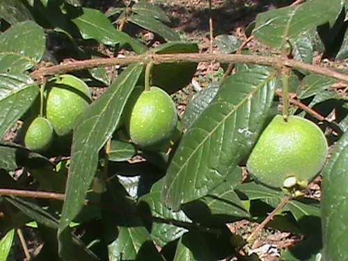 Araca-boi (Eugenia stipitata)