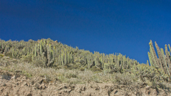 Corryocactus brevistylus