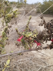 Galvezia fruticosa