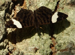 Ectima thecla