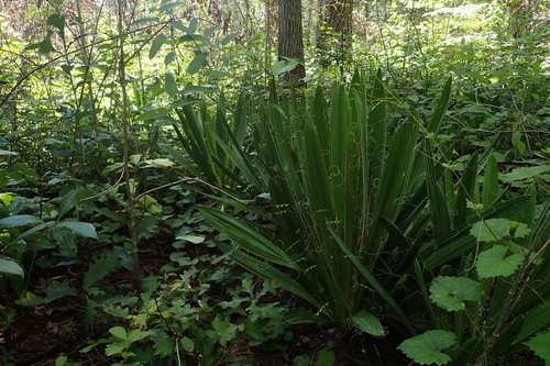 Yucca filamentosa