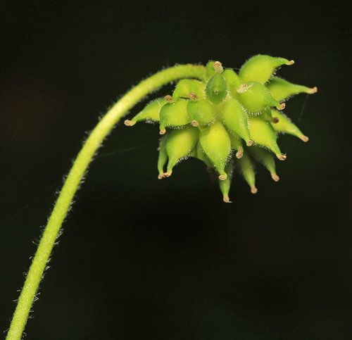 Anemone amurensis iNat (1)