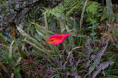 Masdevallia veitchiana