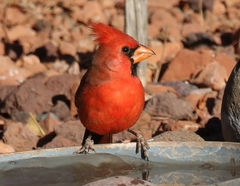 Cardinalis cardinalis superbus
