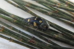 Astraeus pygmaeus