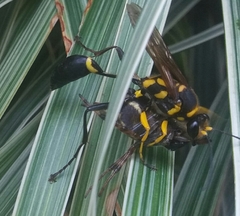 Sceliphron fistularium