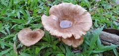 Lentinus sajor-caju