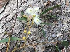 Eucalyptus porosa