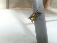 Sceliphron fistularium