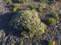 Pimelea urvilleana