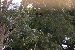 Alouatta