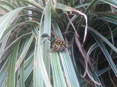 Sceliphron fistularium