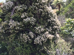 Pimelea urvilleana