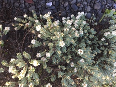 Pimelea urvilleana