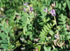 Astragalus bodinii