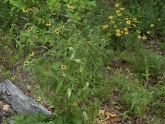 Rudbeckia triloba