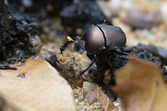 Paragymnopleurus sinuatus