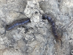 Arthrorhabdus pygmaeus