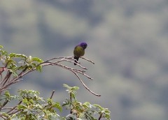 Ramphomicron microrhynchum