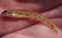 Etheostoma stigmaeum
