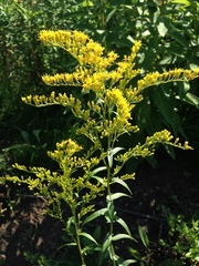 Solidago