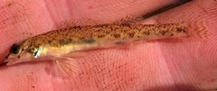 Etheostoma stigmaeum