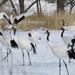 Red-crowned Crane - Photo (c) desertnaturalist, some rights reserved (CC BY), uploaded by desertnaturalist