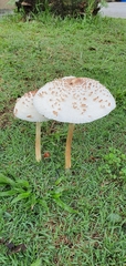 Chlorophyllum