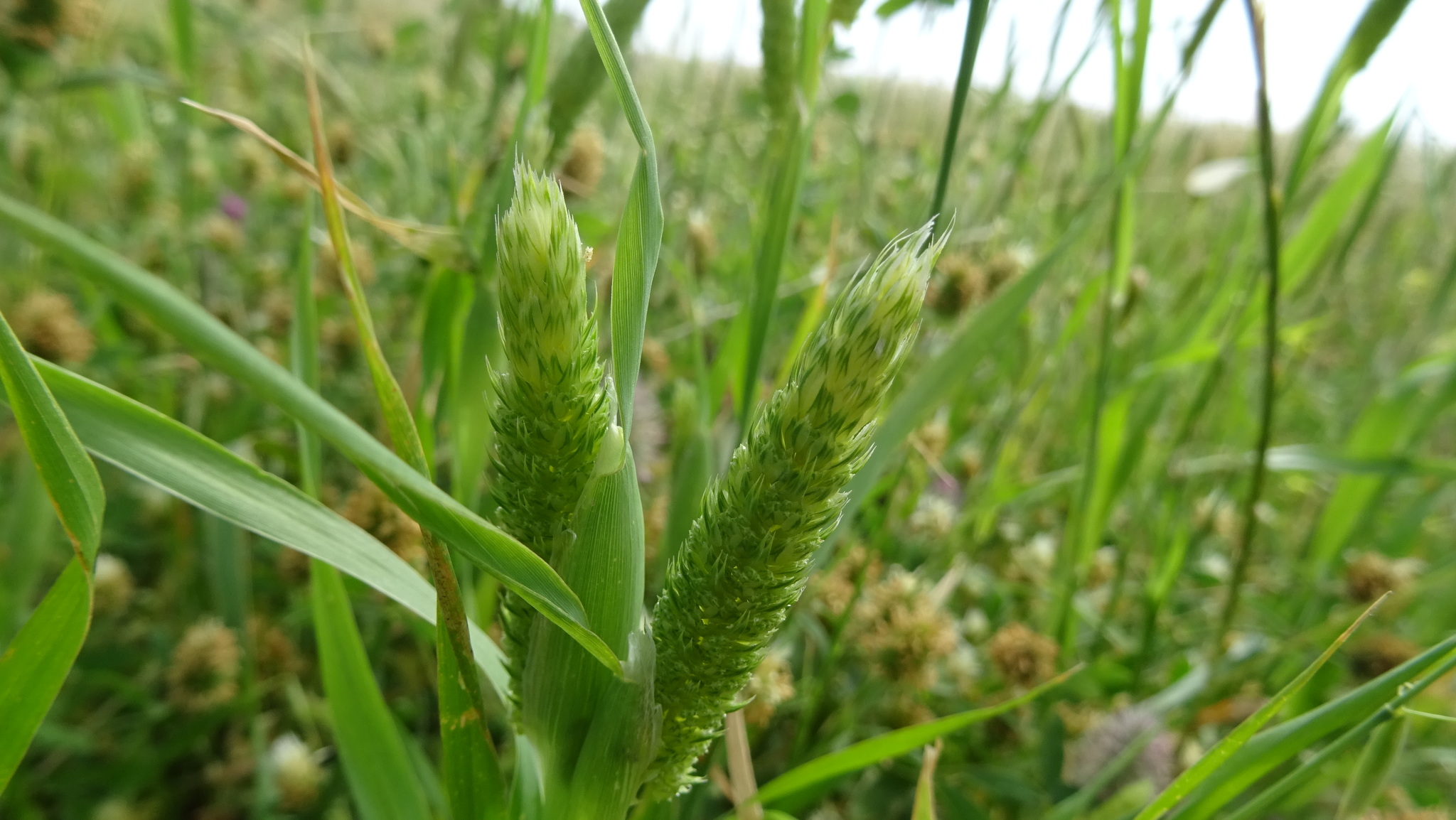 Phalaris paradoxa