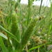 Awned Canary-Grass - Photo (c) יאיר אור, some rights reserved (CC BY-NC-SA), uploaded by יאיר אור
