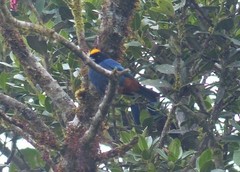 Iridosornis rufivertex