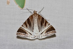 Phrataria replicataria