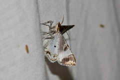 Phrataria replicataria