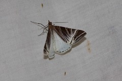 Phrataria replicataria