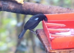 Diglossa lafresnayii